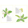 Inventário Ilustrado das Flores