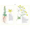 Inventário Ilustrado das Flores