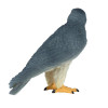 MOJO - Falcão Peregrino