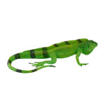 MOJO - Iguana XL