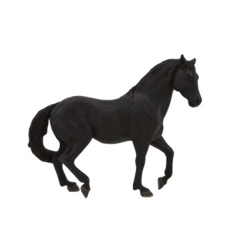 MOJO - Cavalo Andaluz Preto MOJO - Cavalo Andaluz Preto