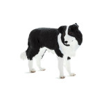 MOJO - Cão Border Collie