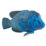 MOJO - Garoupa-Azul