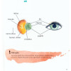 Olha Pelos Teus Olhos e Pelos Teus Oculos