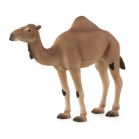 MOJO - Camelo Arábico