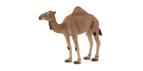 MOJO - Camelo Arábico