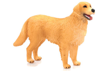 MOJO - Cão Golden Retriever