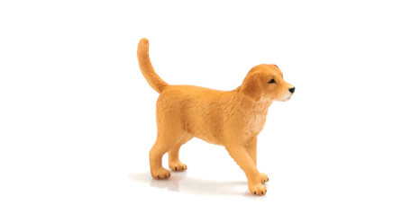 MOJO - Cria de Cão Golden Retriever