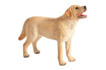 MOJO - Cão Labrador